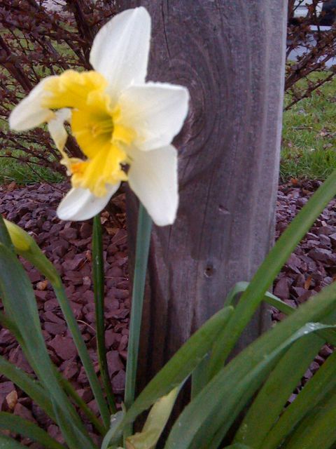 dafodils by my mailbox